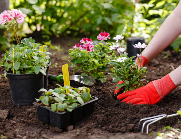 planting-flowers planting flowers in flower bed