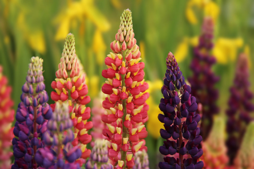 Red,,Purple,,Yellow,Lupine.,Field,Unpretentious,Flowers.,Plant,Green,Manure.