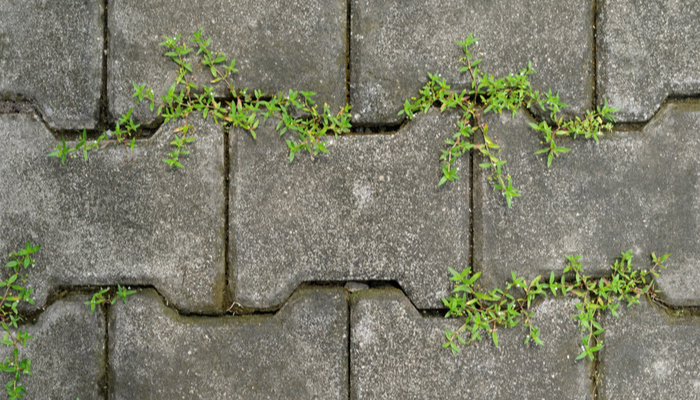 Tiny weeds growing between concrete pavement